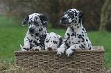 DALMATIEN 495